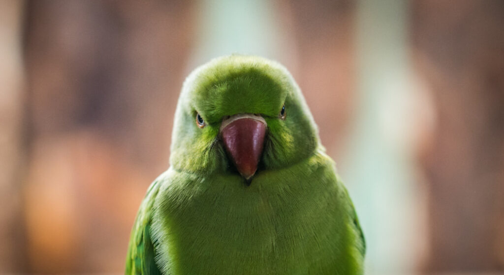 An extremely angry parrot. There are angry birds, livid birds, and then this guy in a category all his own.