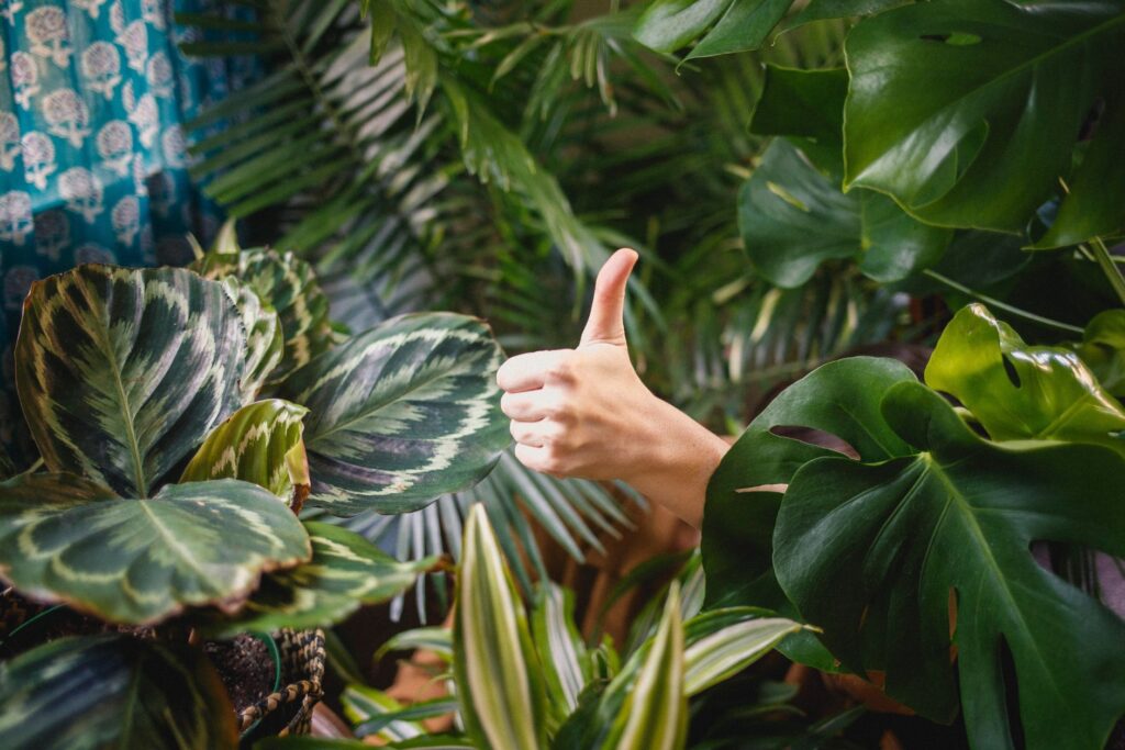 A thumbs up from the greenery