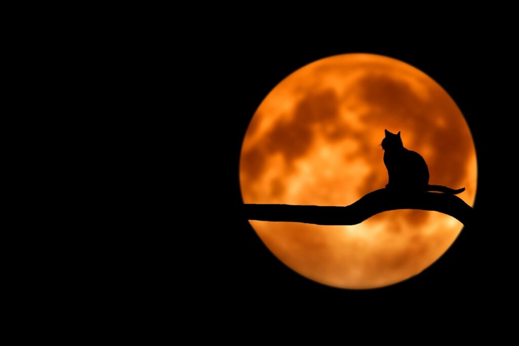 silhouette of a cat in front of an orange moon